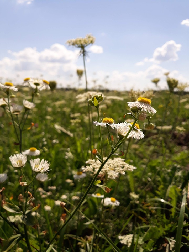 Chamomile. Field