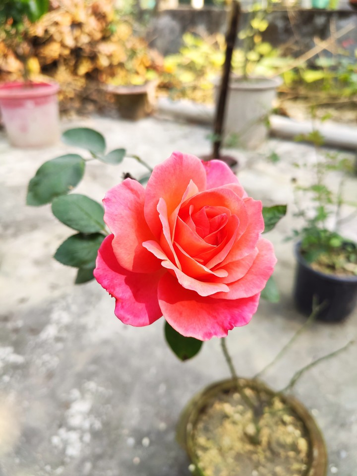 rose ??