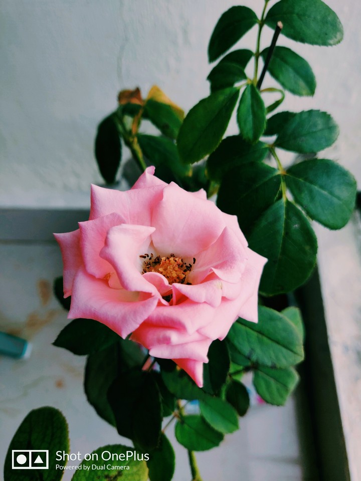Rose!!!..Rani of flowers...!!!