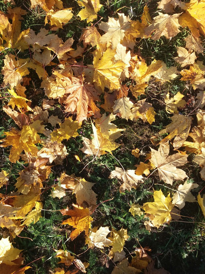 Autumn