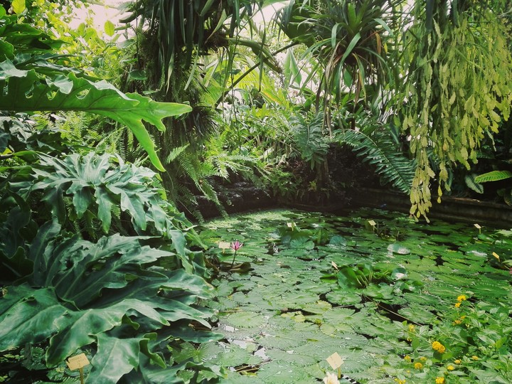 Botanic garden