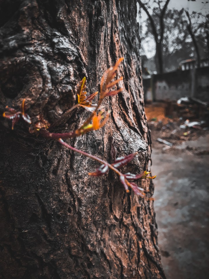 dear nature.