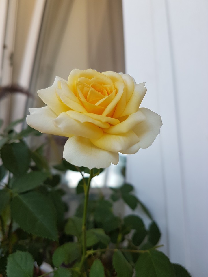 yellow rose