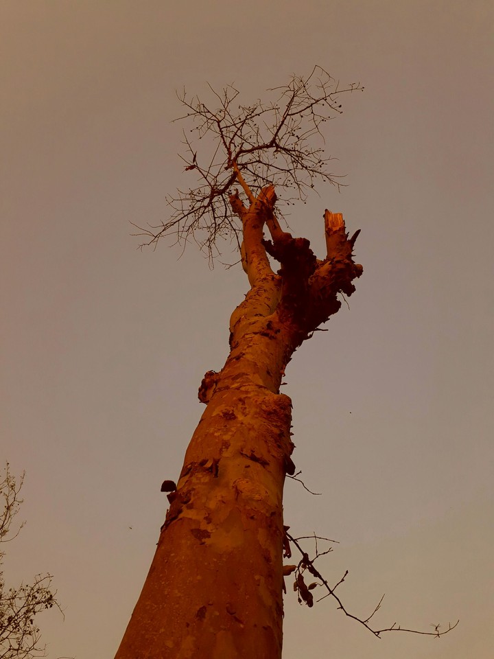 trees