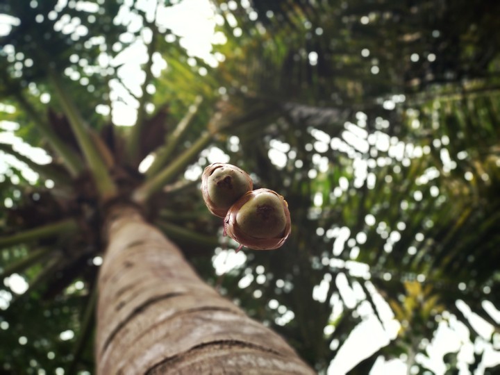coconut