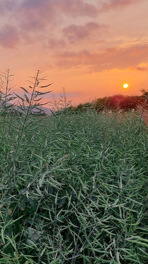 papéis de parede vegetation, plant