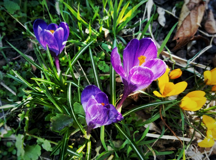 The first flowers after winter