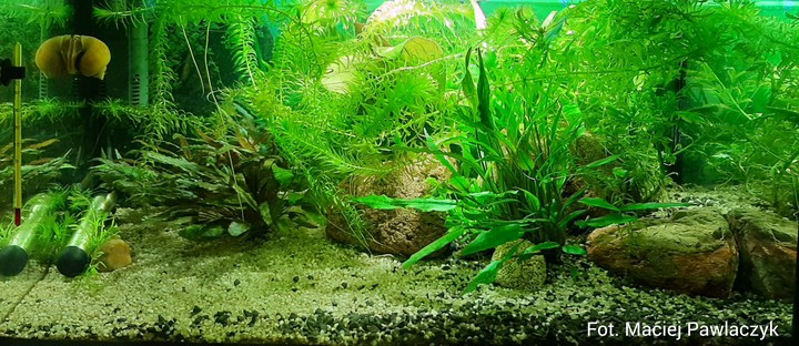 Aquarium