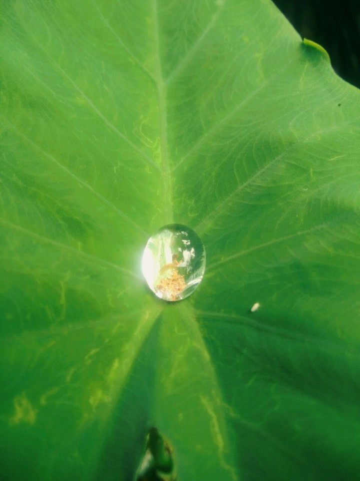 water drop