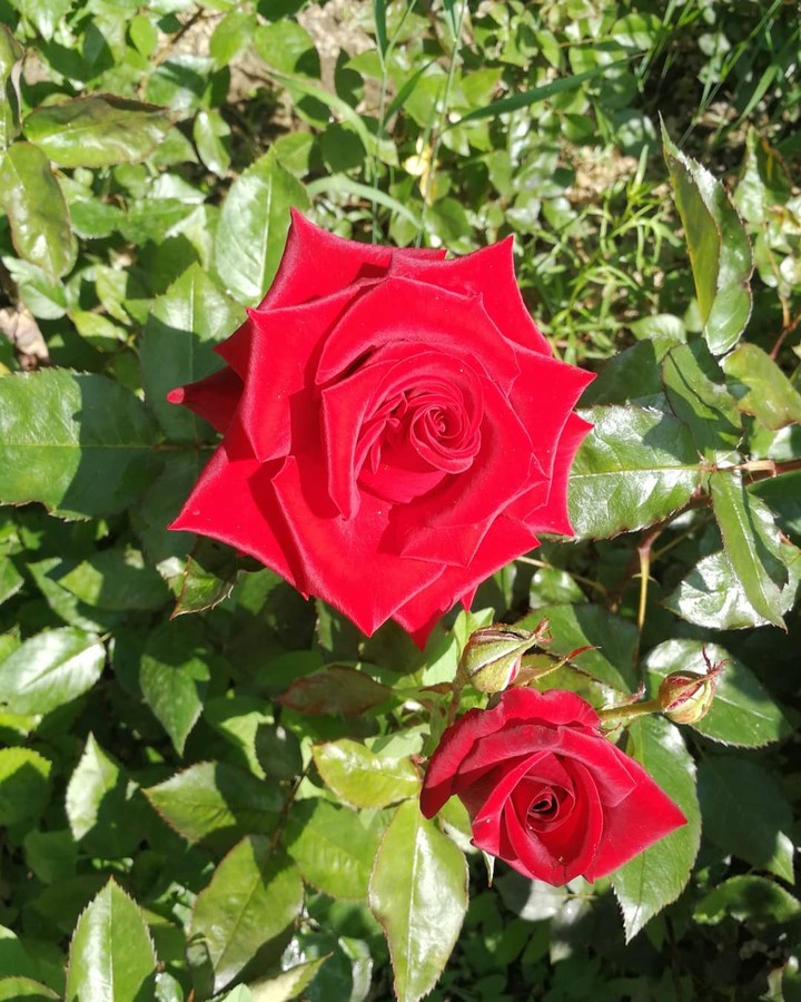 Red rose