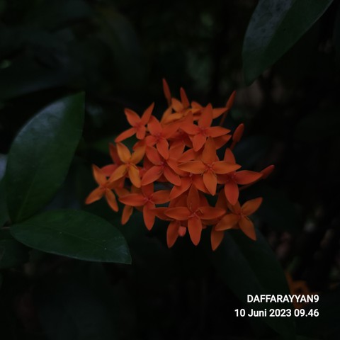 petal, peach duvar kağıtları
