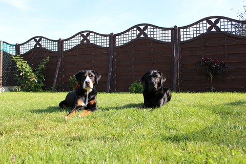 Dogs