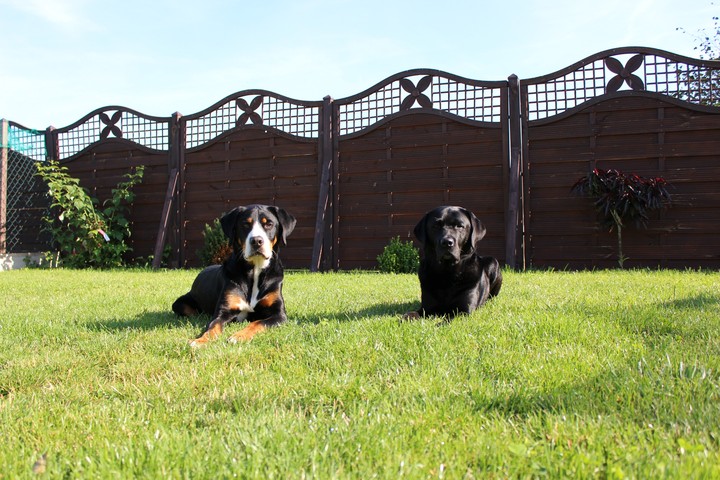 Dogs