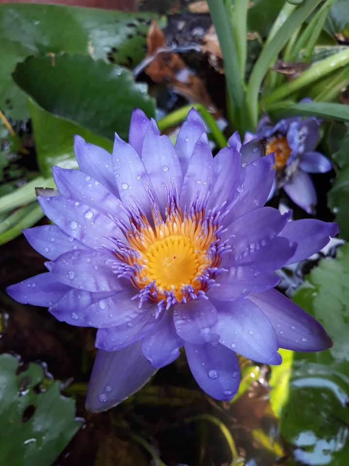 lotus bloom