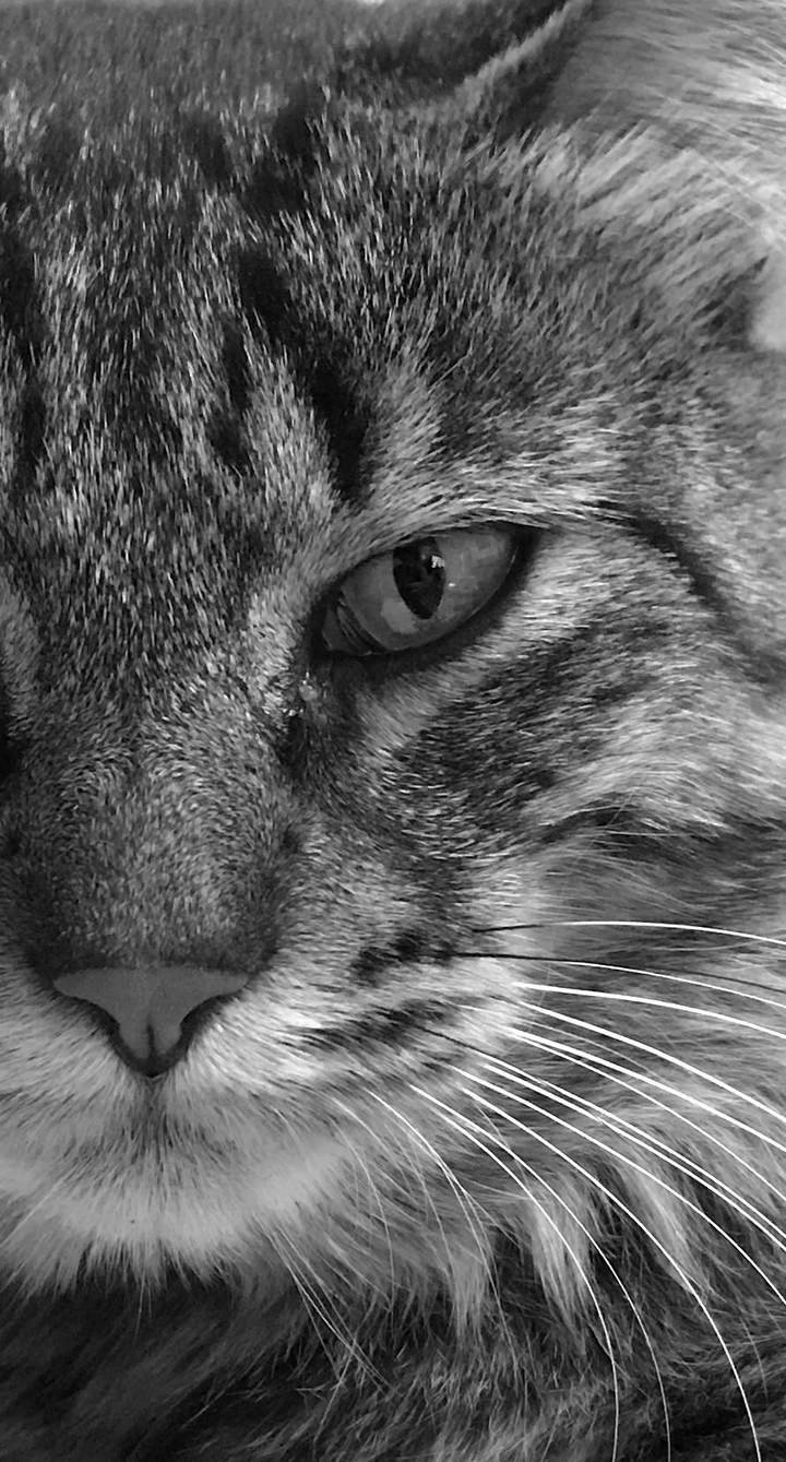 cat