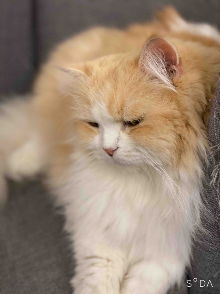 lovely pet