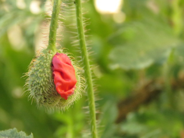 Fleur de coquelicot