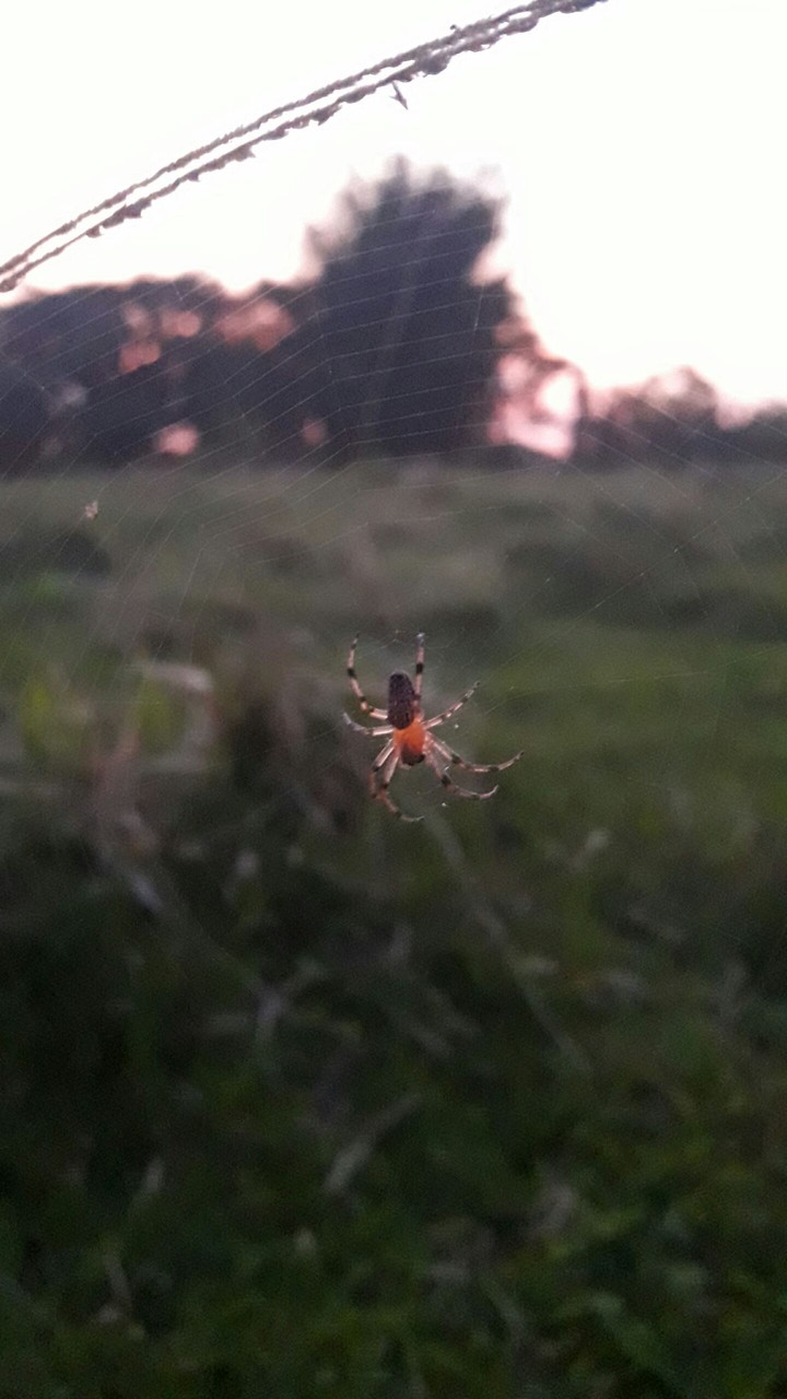 Spiderweb