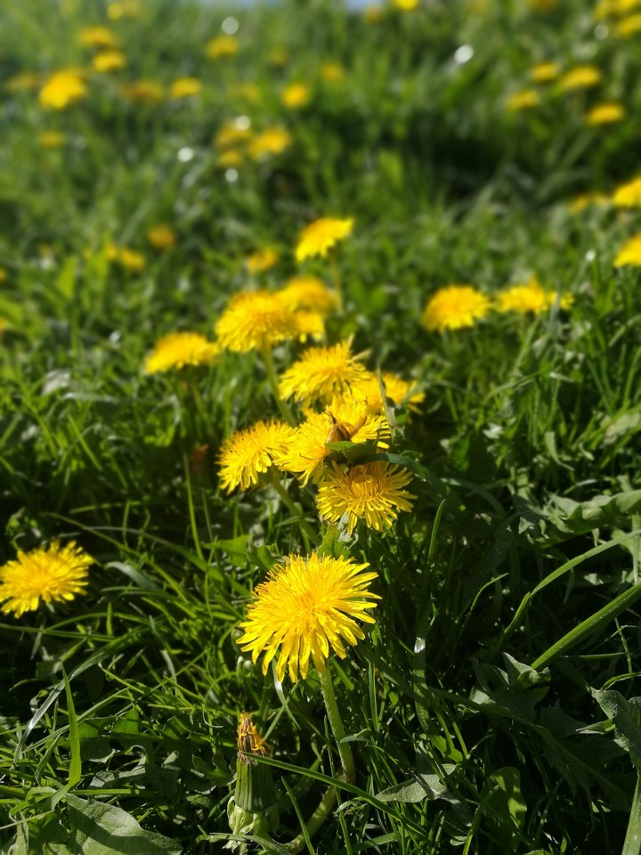 Summer bloom