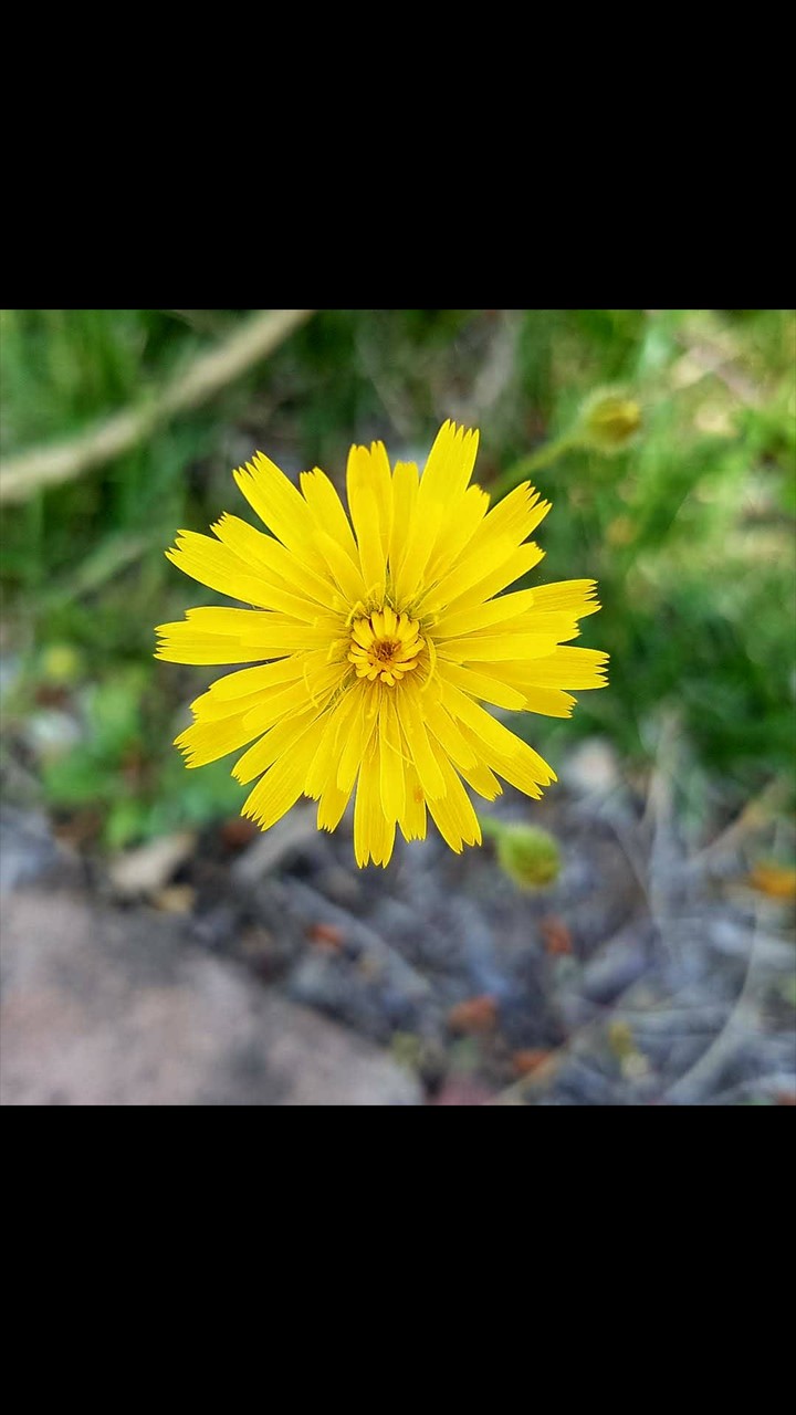Fiore
