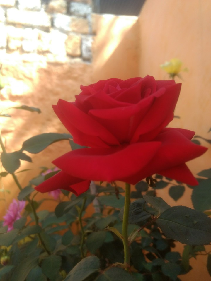 red
