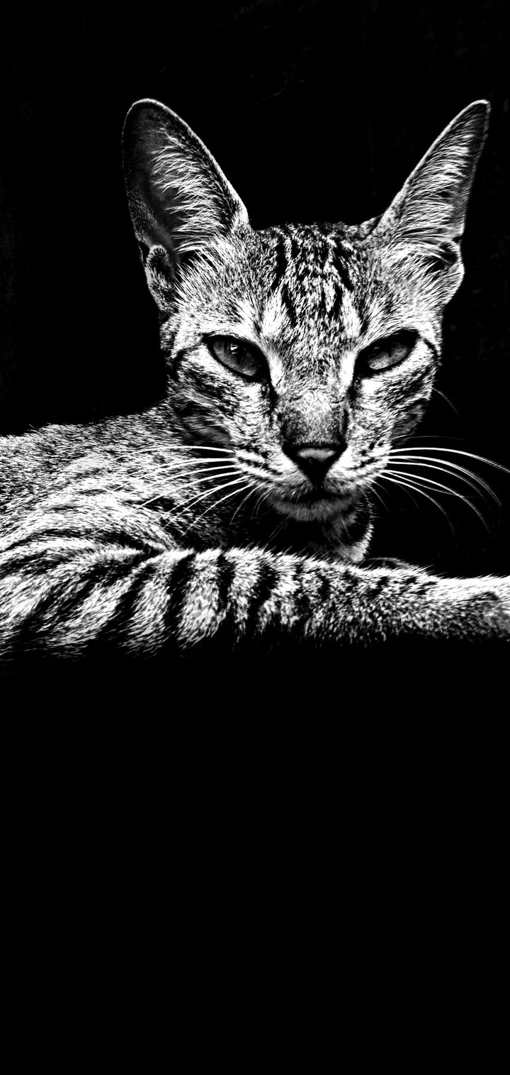 small cat
