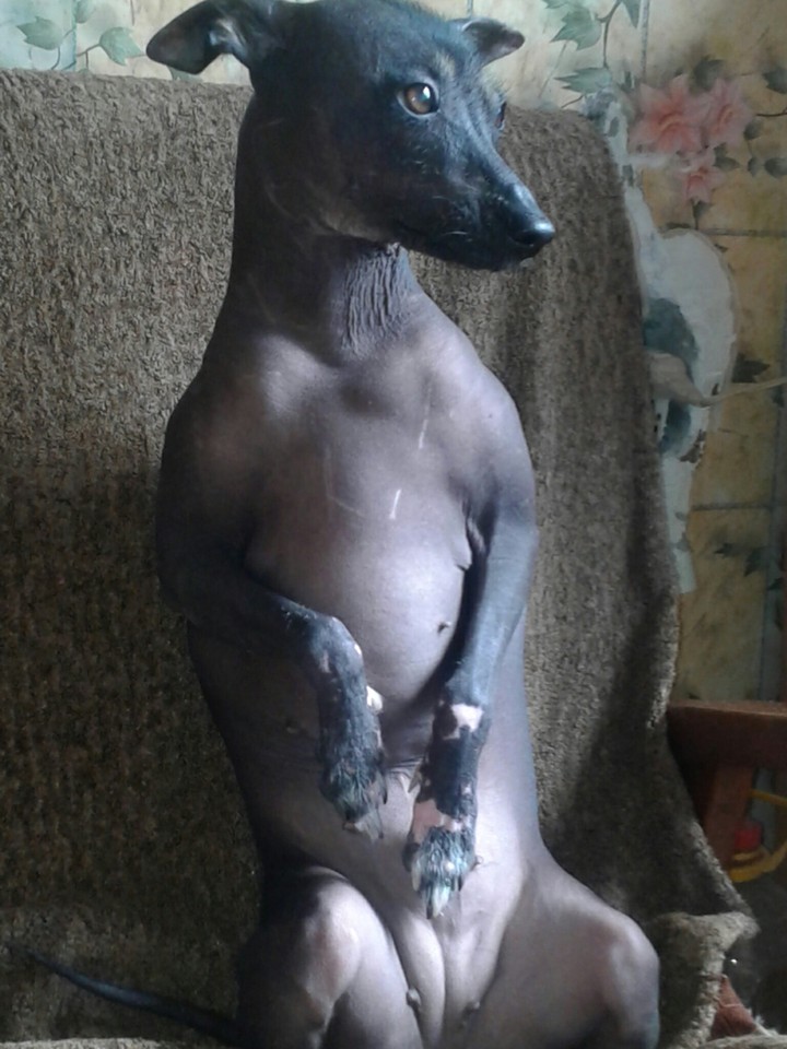 любимцы