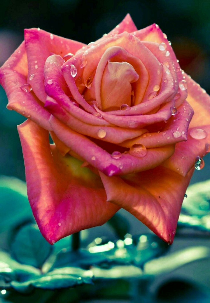 nice rose