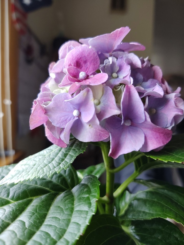 Flower Bloom