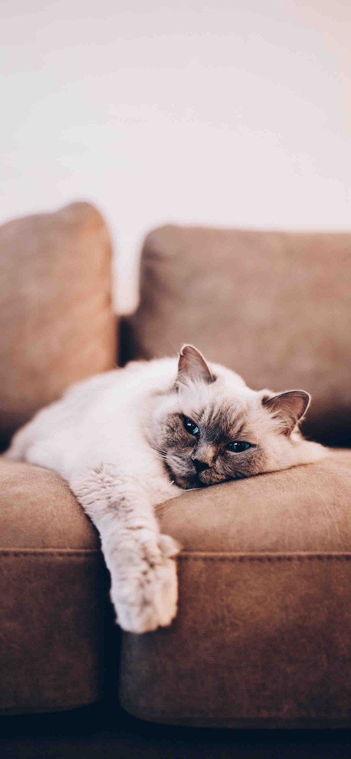 кот