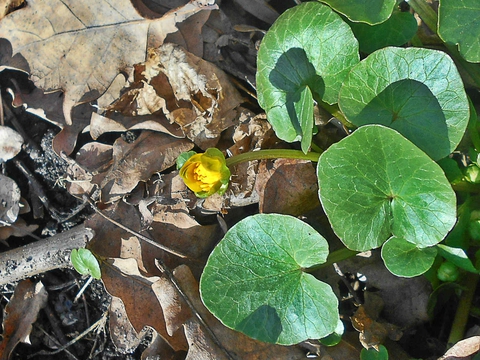 ταπετσαρίες plant, ivy