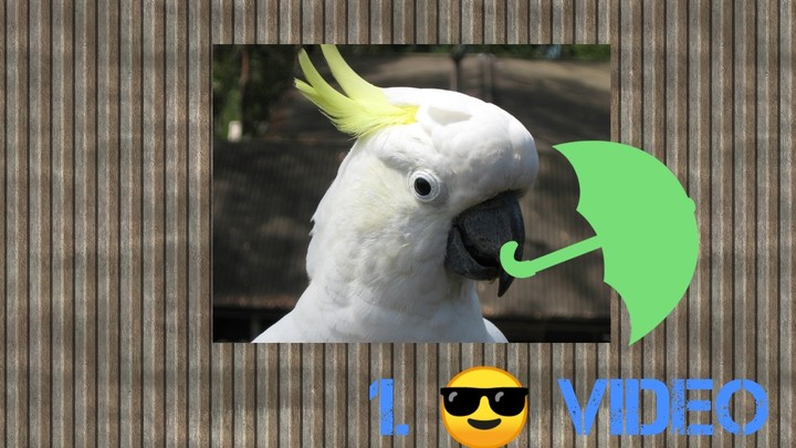 Papagei