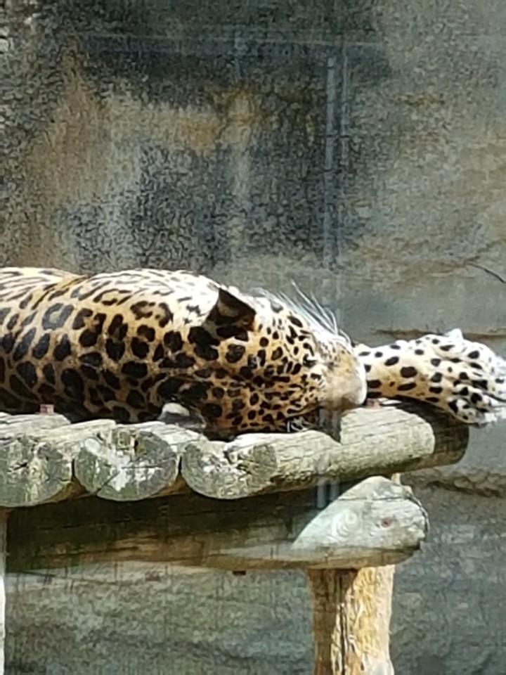 Léopard qui dort
