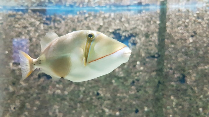 fish