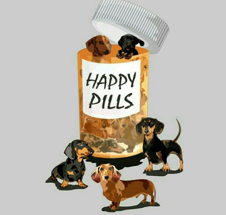 dachshund