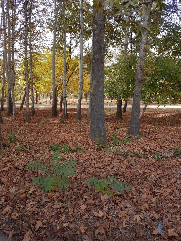Autumn