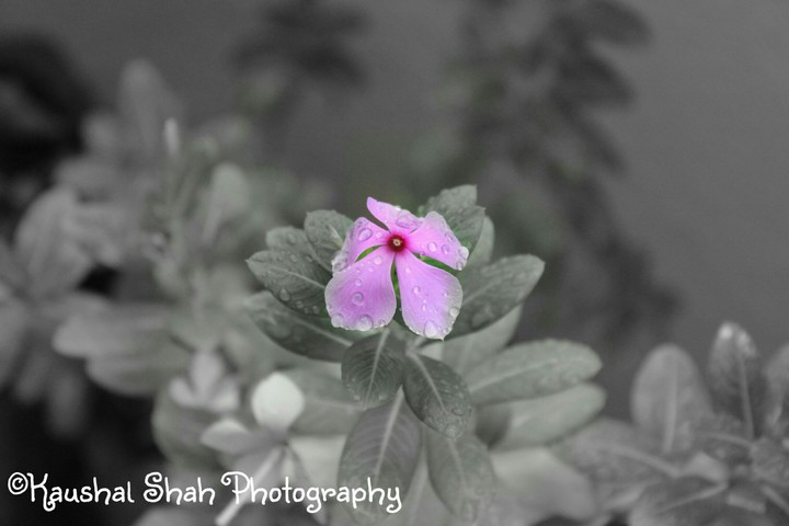 flower