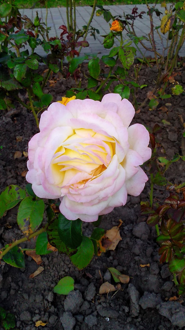 rose