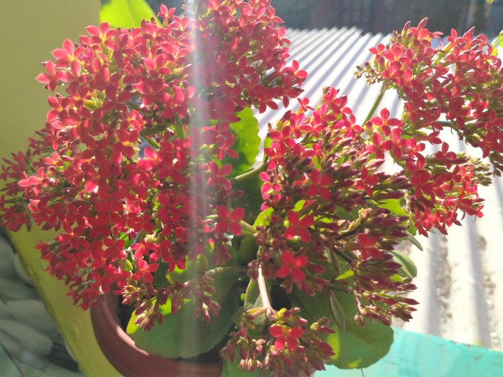flower