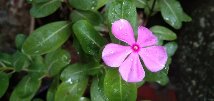 pink rose
