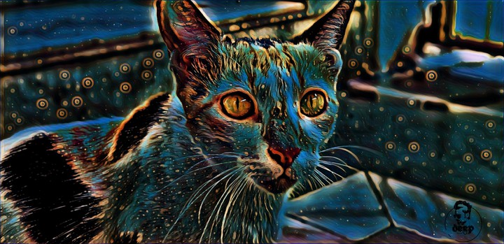 magic cat