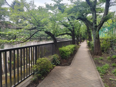 sky, plant壁紙