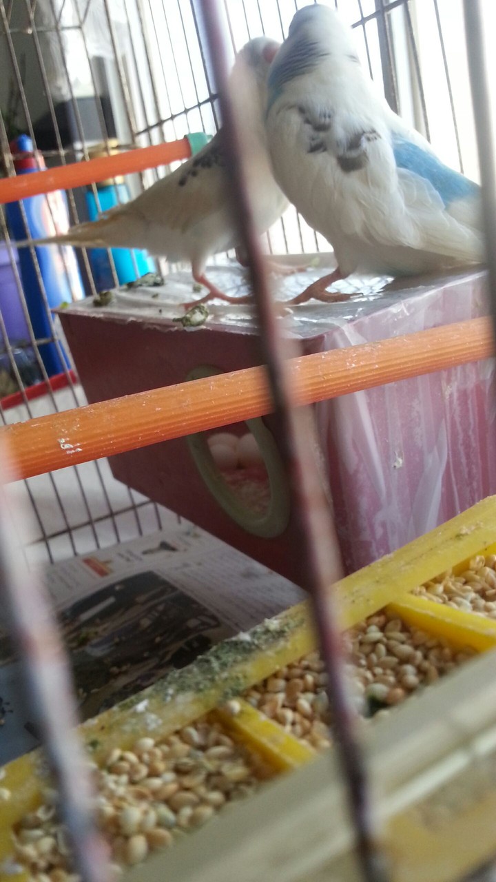 cage