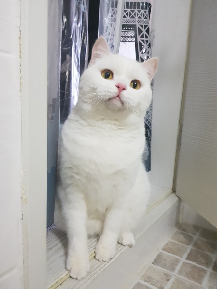 우리집고양이