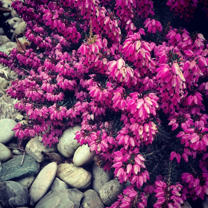 Pink flowers