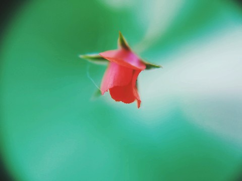 A Lonely flower lost in the garden