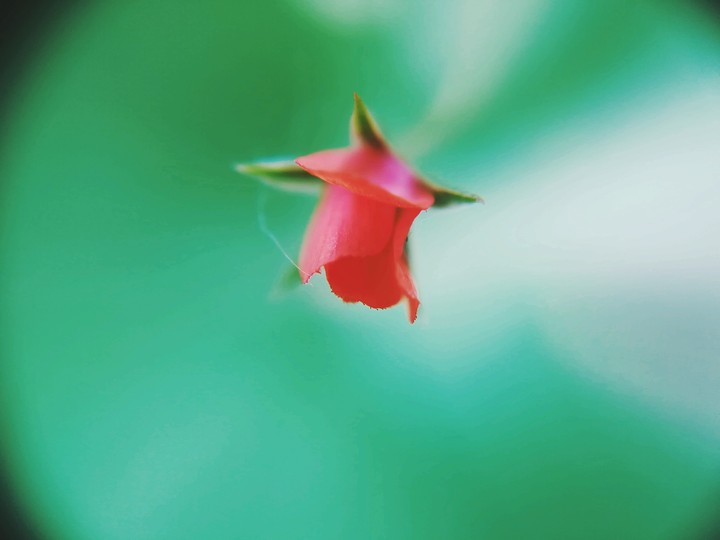 A Lonely flower lost in the garden