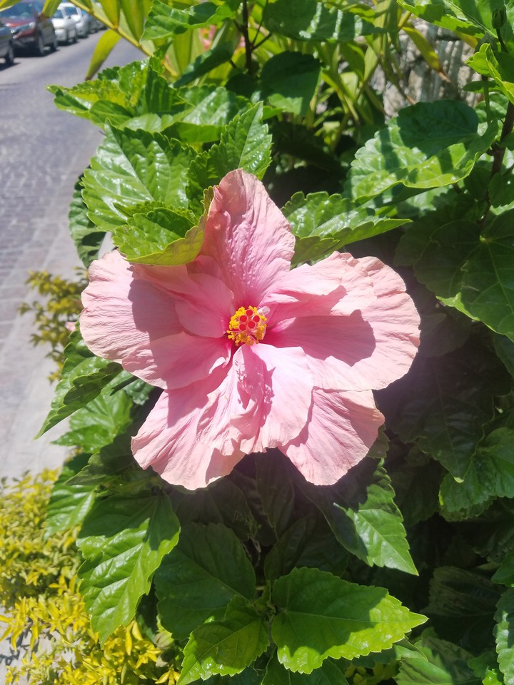flower