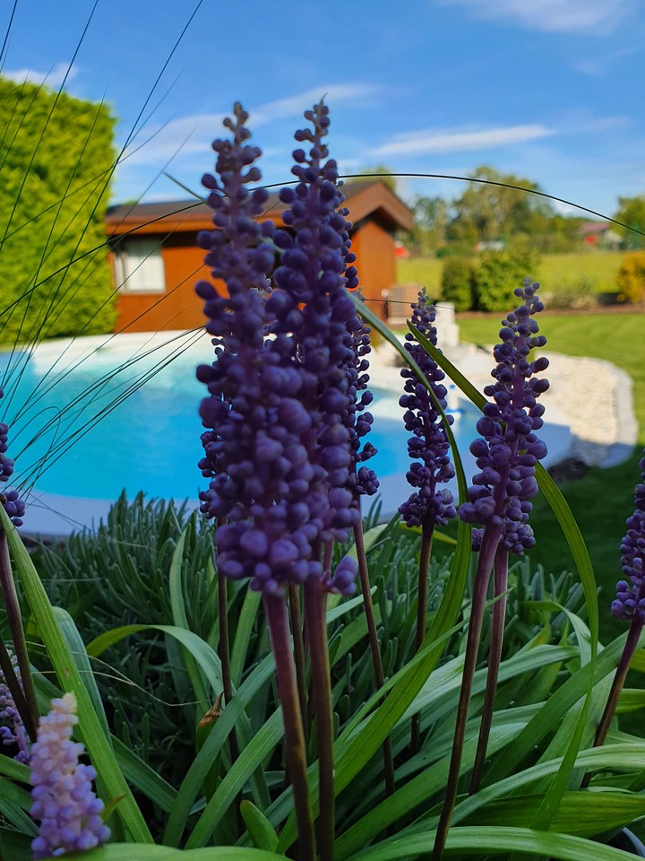 Blumen