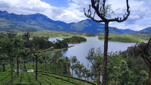 fondos de pantalla plant, lake